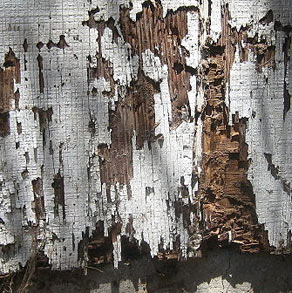 Exterior Termite Damage